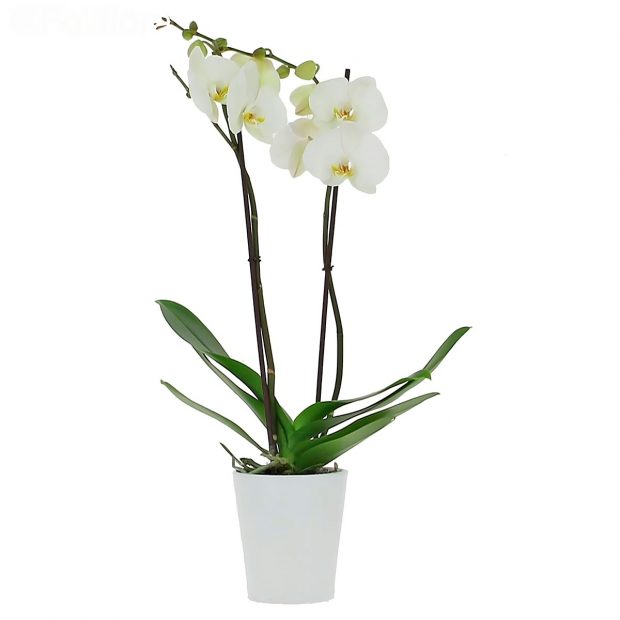 Орхидея в горшке "Светло-белая"